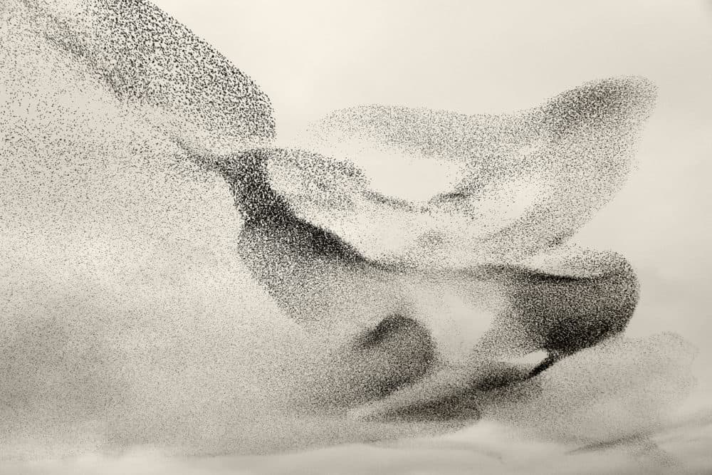 A photo of starling murmurations from Soren Solkaer's "Black Sun." (Soren Solkaer)