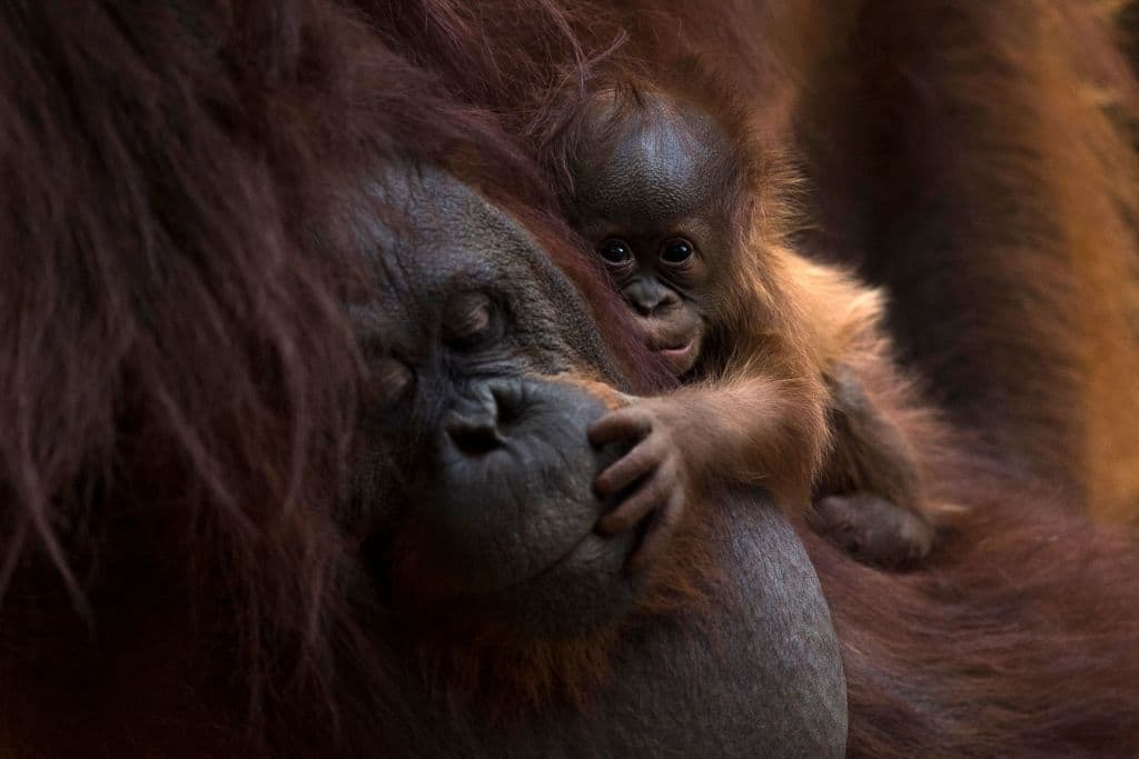 In 'An Immense World,' Journalist Ed Yong helps us perceive the world the way animals do - Vimarsana News