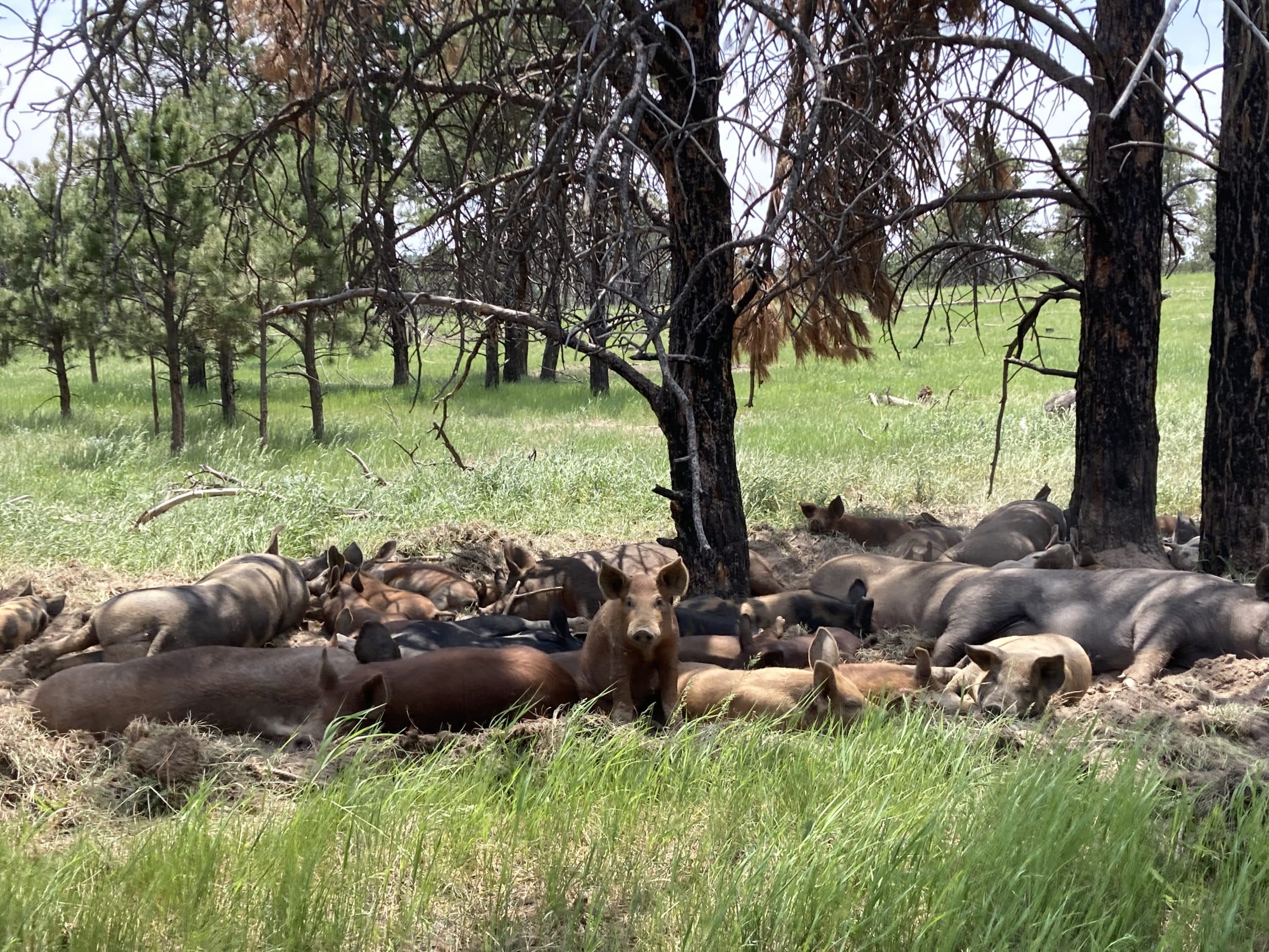 Ranching for the birds as development in the West threatens wildlife ...