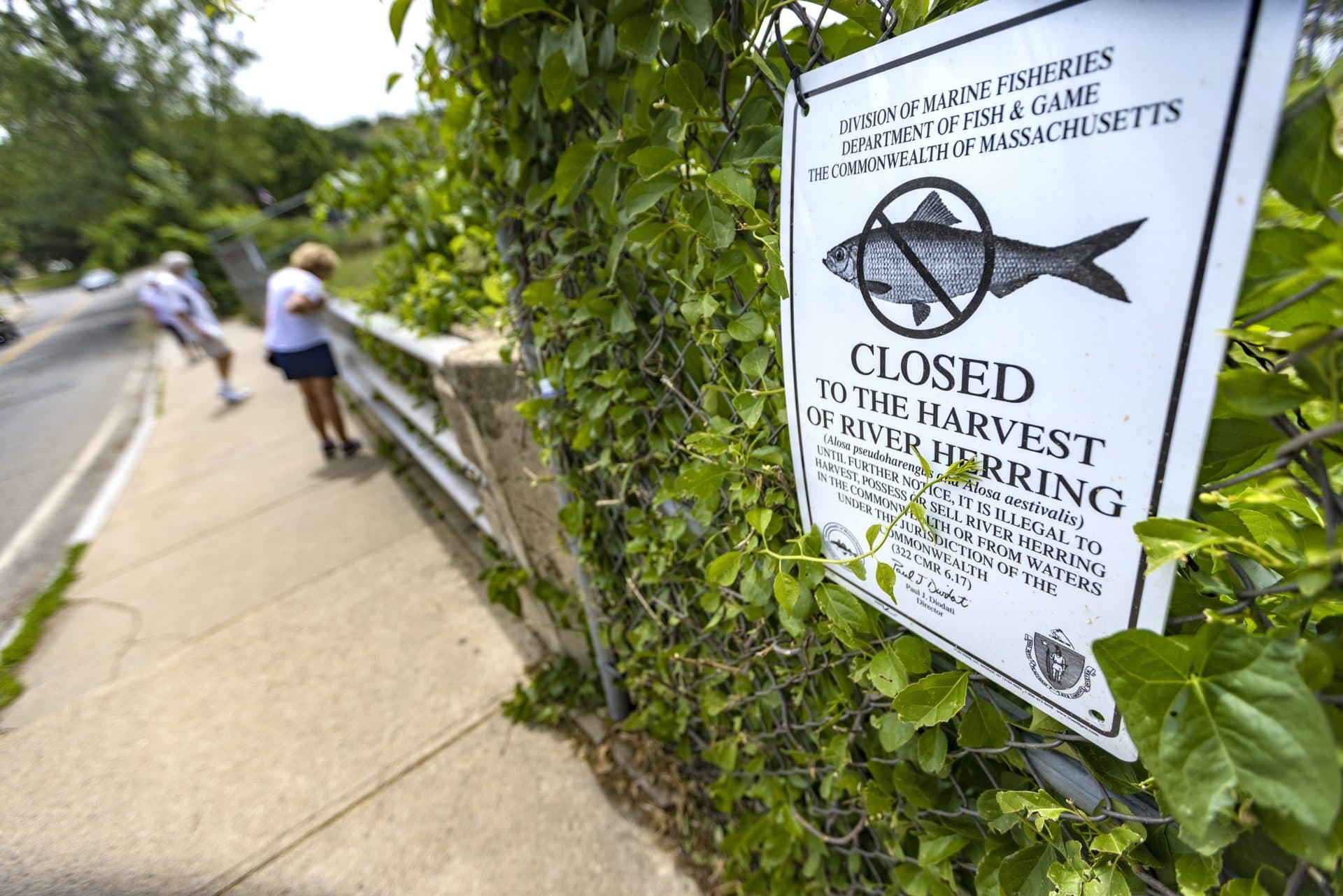 A sign posted at Horn Pond Dam prohibits the harvesting of river herring. (Jesse Costa/WBUR)