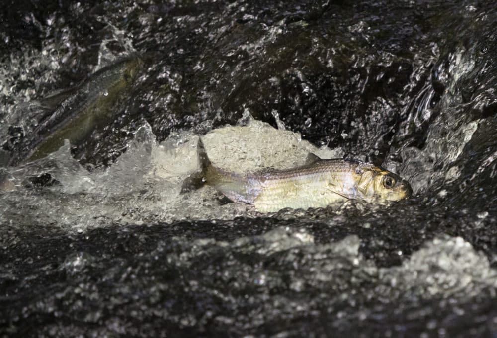 These fish are critical to New England, and they're disappearing - Vimarsana News