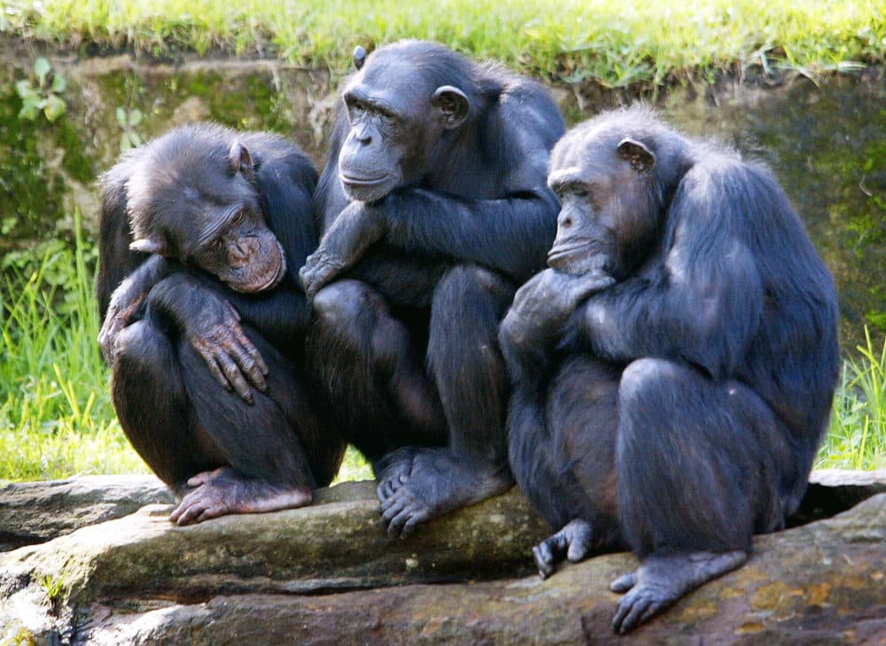 Researchers look for solutions to help lab-bred chimpanzees - Vimarsana News
